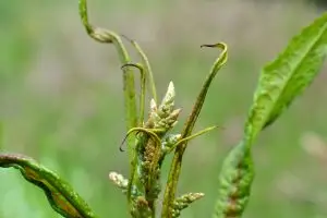 חומעה / רומקס
