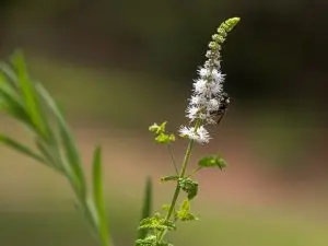 קוהוש שחור