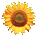 sunflower_36x36
