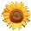 sunflower_36x36