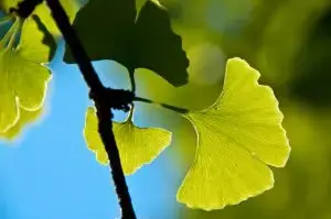 גינקו דו-אונתי (בילובה)