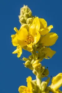 בוצין / מטה אהרון