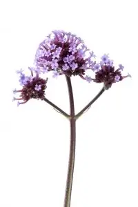 ורבנה רפואית