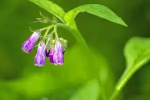סינפיטון רפואי / קומפרי