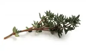 בת קורנית / טימין