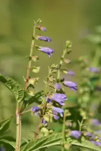 קערורית / סקוטלריה לטריפלורה