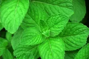 מנטה חריפה / פפרמינט