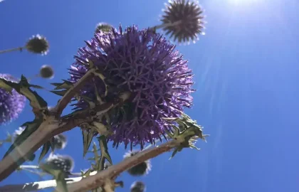 הסכמתי להישרט בדרך