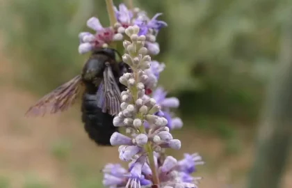 שיח אברהם – Vitex